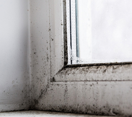 Professional containment, remediation, and removal of mold-affected materials while addressing the moisture conditions contributing to the problem.